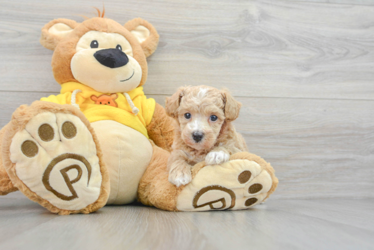 Cute Poochon Baby