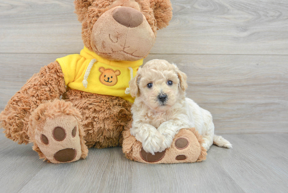 Energetic Bichpoo Poodle Mix Puppy