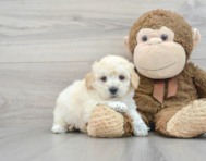 7 week old Poochon Puppy For Sale - Premier Pups