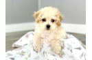 Meet Lionel - our Poochon Puppy Photo 1/2 - Premier Pups