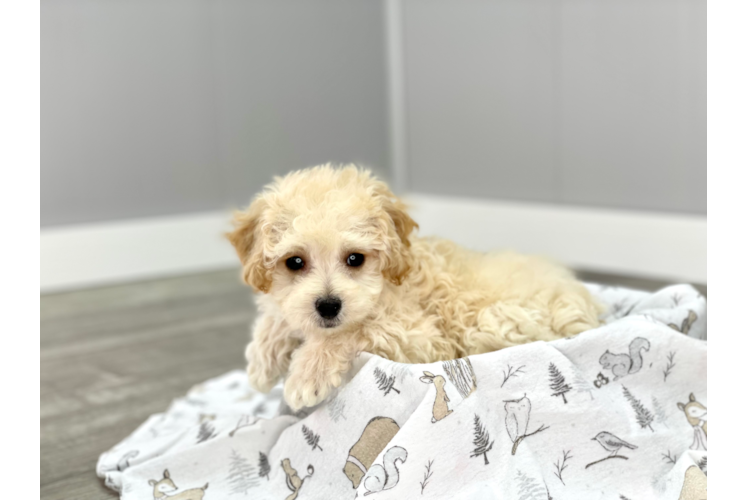 Meet Lionel - our Poochon Puppy Photo 2/2 - Premier Pups