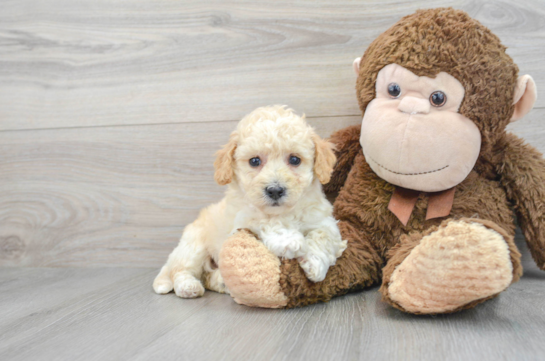 Poochon Pup Being Cute