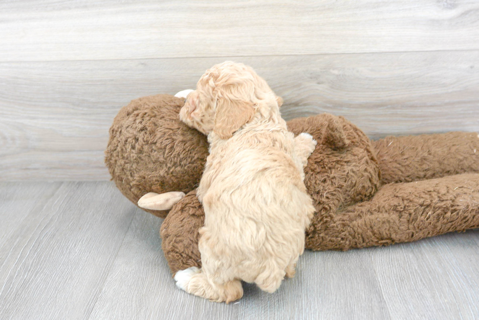 Fluffy Poochon Poodle Mix Pup