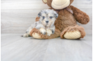 Meet Nikita - our Poochon Puppy Photo 2/3 - Premier Pups