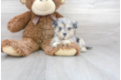 Meet Nikita - our Poochon Puppy Photo 1/3 - Premier Pups