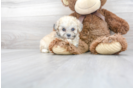 Meet Nutmeg - our Poochon Puppy Photo 2/3 - Premier Pups