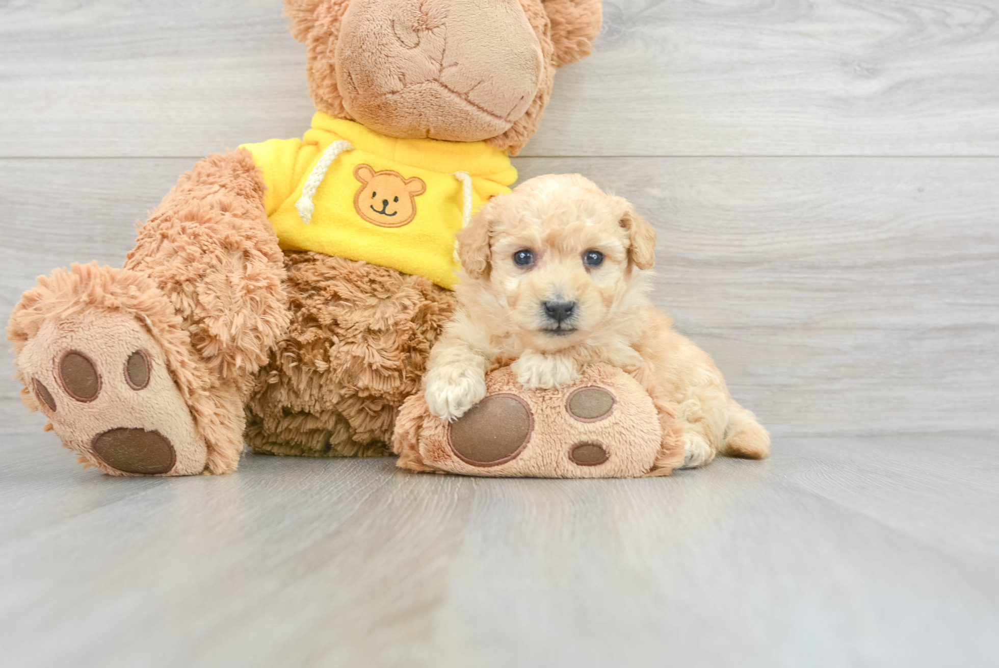 Sweet Poochon Oatly: 3lb 2oz Doodle Puppy