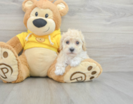 6 week old Poochon Puppy For Sale - Premier Pups