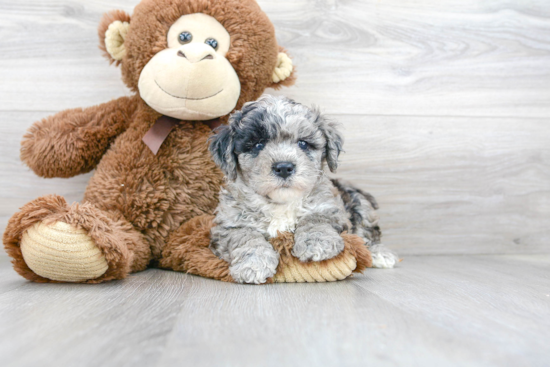 Little Bichpoo Poodle Mix Puppy