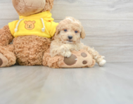 8 week old Poochon Puppy For Sale - Premier Pups