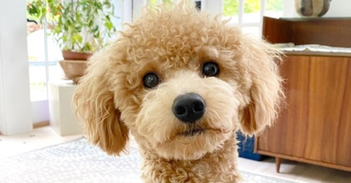 Poochon best sale teddy bear