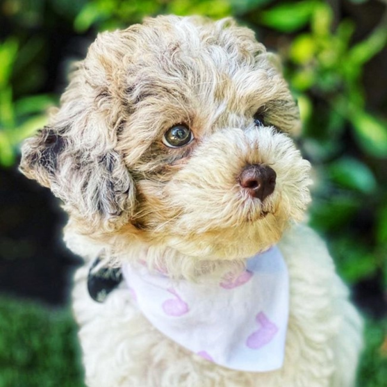 Merle Poochon dog wearing a scarf