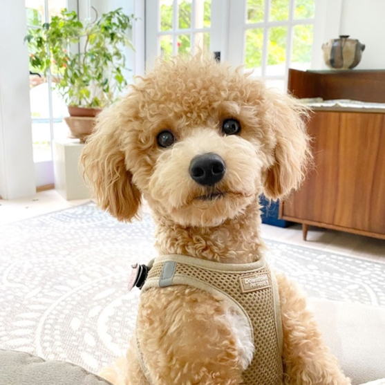 Curly Poochon dog wearing a harness