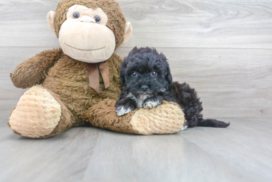 Little Bichpoo Poodle Mix Puppy