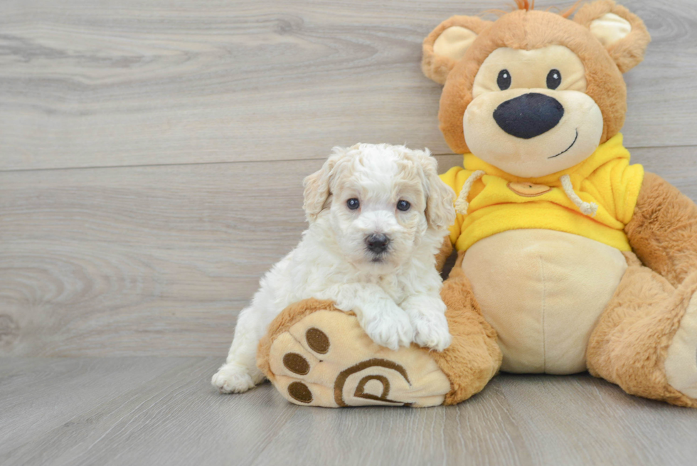 Poochon Pup Being Cute