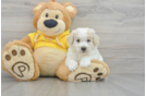Poochon Puppy for Adoption
