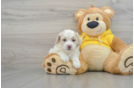 Fluffy Poochon Poodle Mix Pup