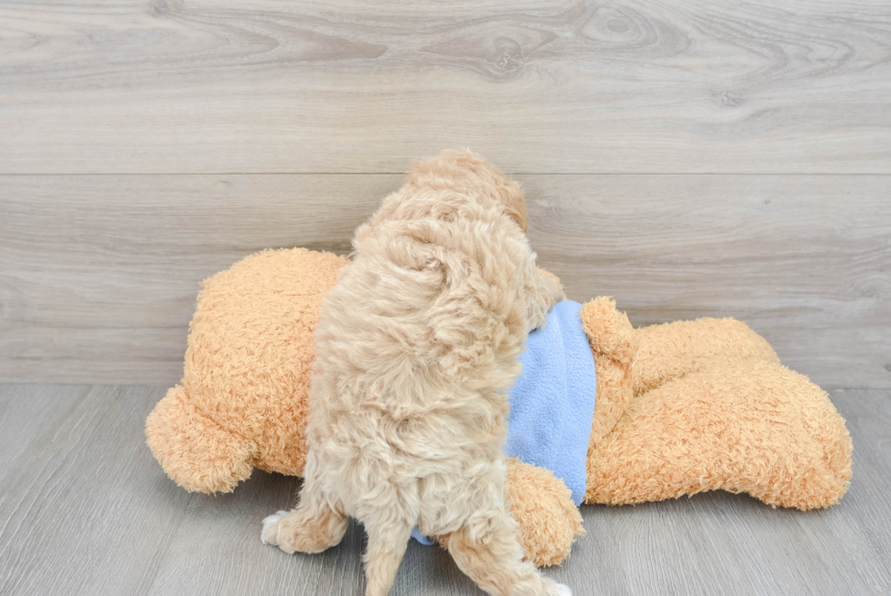 Happy Poochon Baby