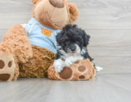 6 week old Poochon Puppy For Sale - Premier Pups
