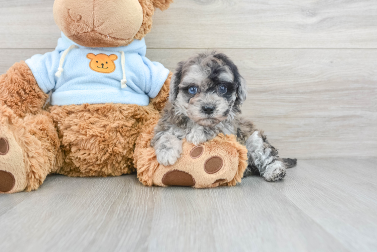 Energetic Bichpoo Poodle Mix Puppy