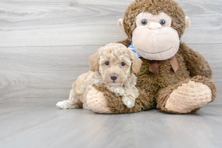 Meet Rosetta - our Poochon Puppy Photo 1/3 - Premier Pups