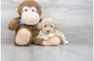 Meet Rosetta - our Poochon Puppy Photo 2/3 - Premier Pups