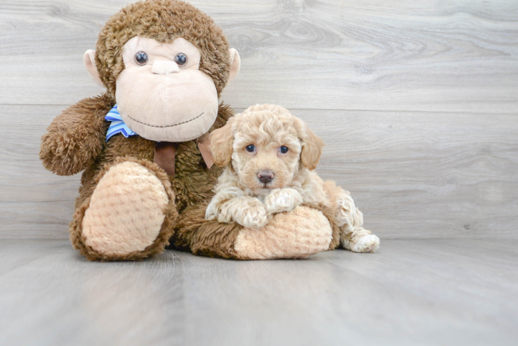 Meet Rosetta - our Poochon Puppy Photo 2/3 - Premier Pups
