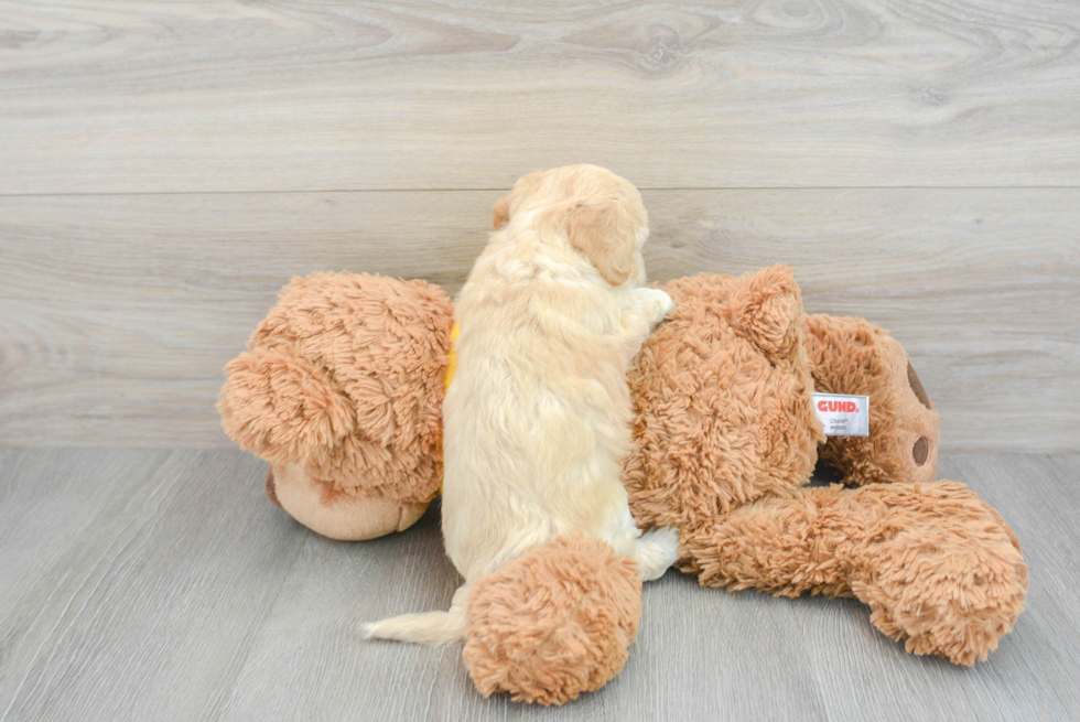 Popular Poochon Poodle Mix Pup