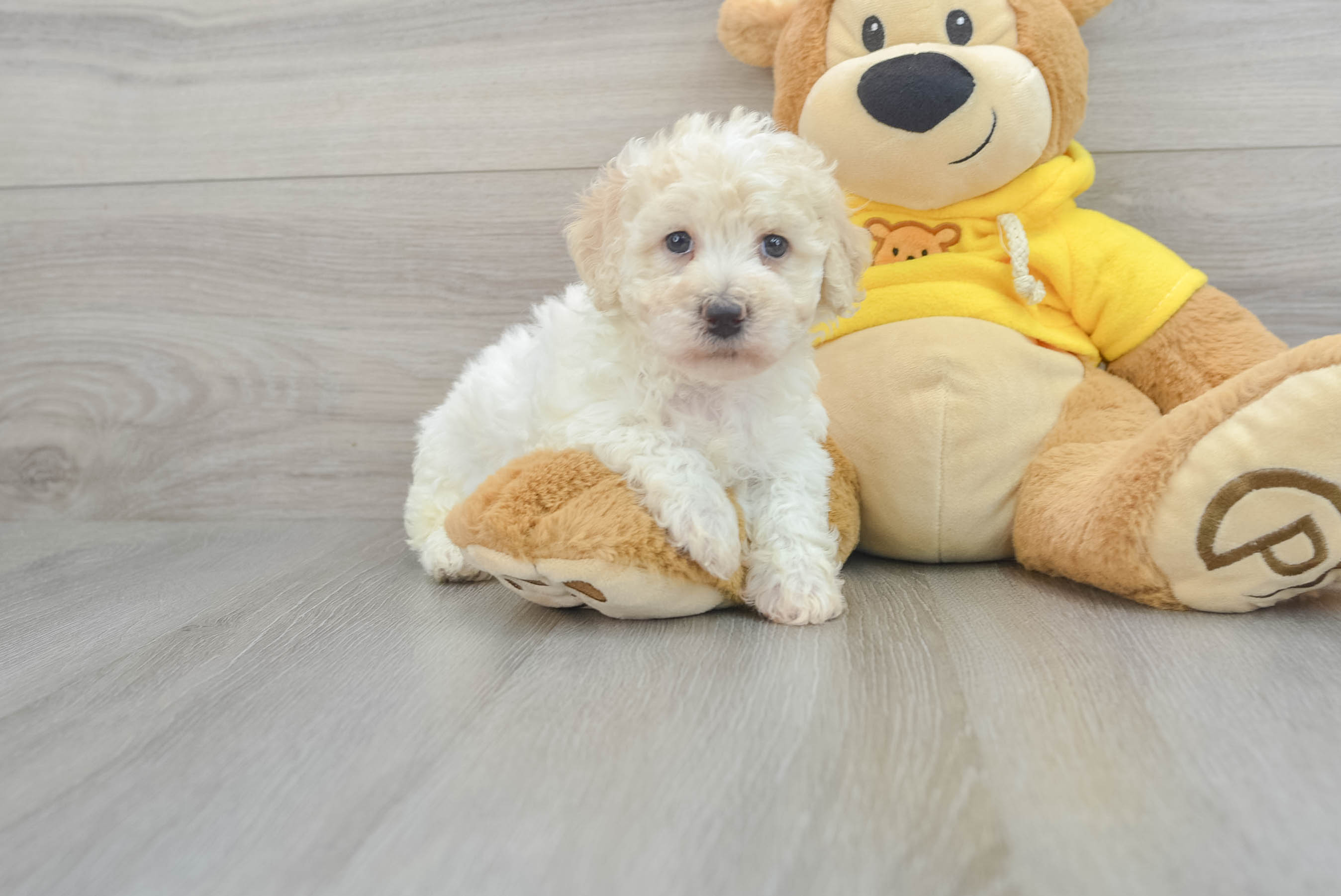 Poochon hot sale for adoption