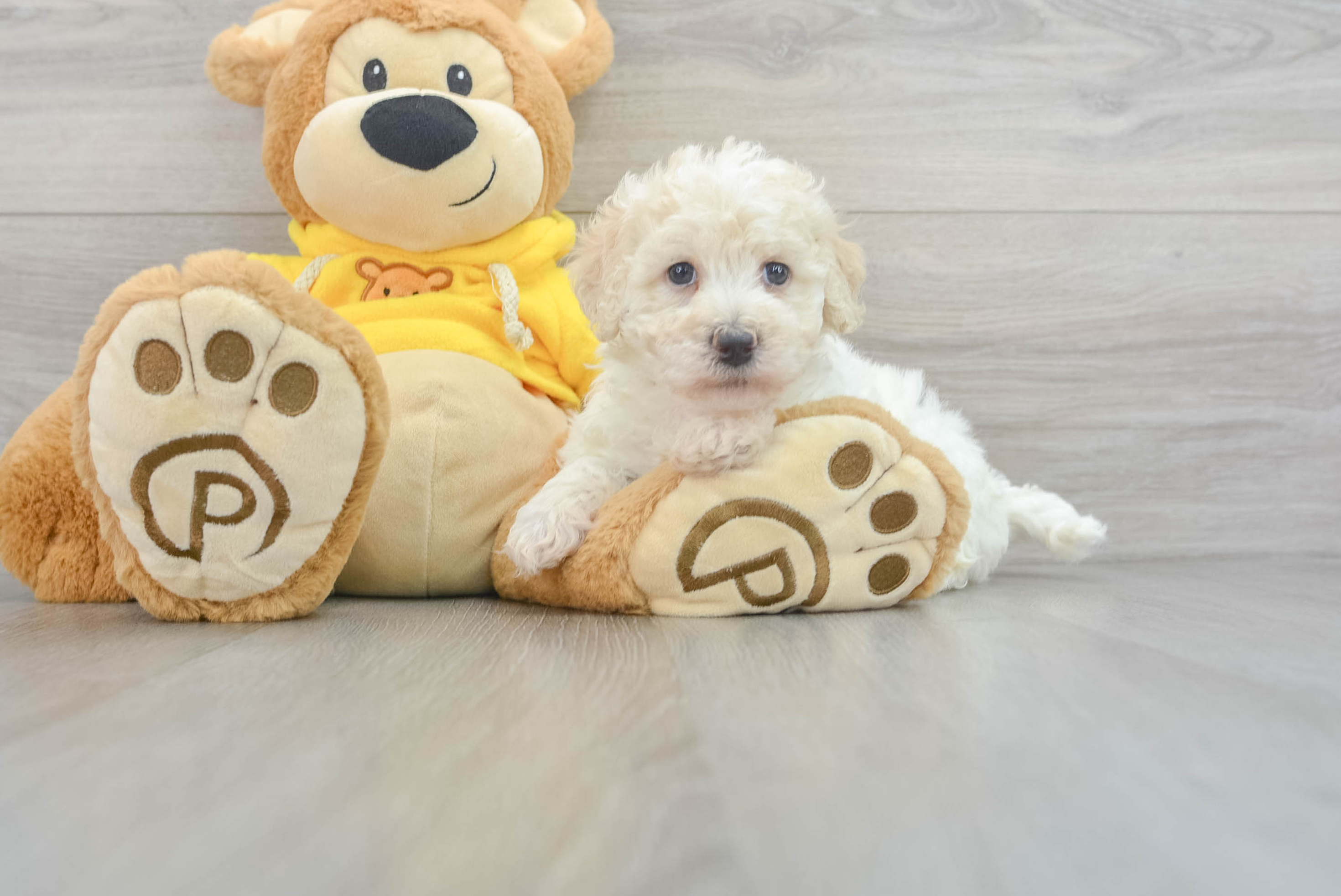 Adorable Poochon Tokyo: 5lb 10oz Doodle Puppy