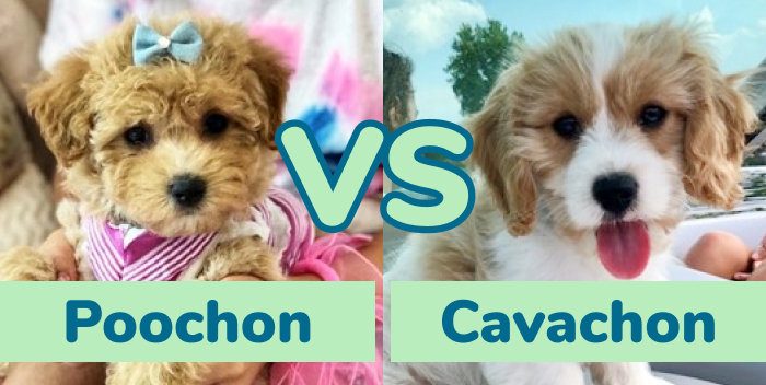 Cavachon and best sale poodle mix