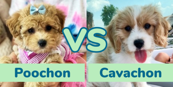 Poochon vs Cavachon Comparison