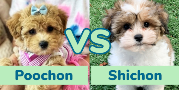 Poochon vs Shichon: Breed Comparison - Premier Pups