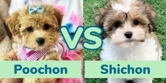 Poochon vs Shichon Comparison