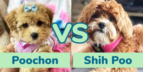 Poochon vs Shih Poo Comparison