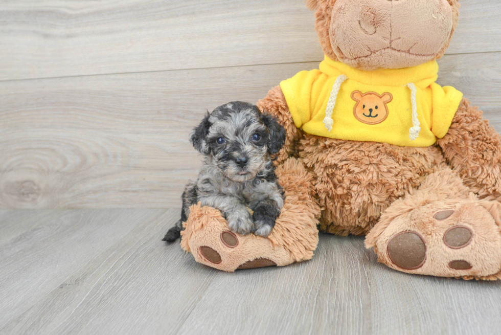 Best Poochon Baby