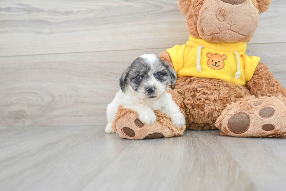 Cute Poochon Baby