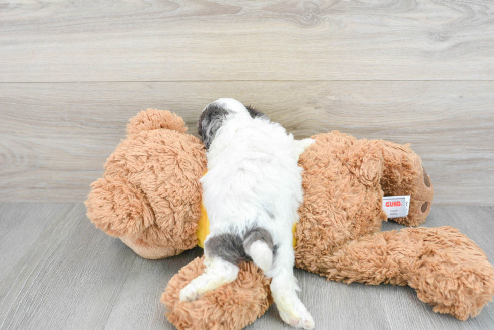 Poochon Puppy for Adoption