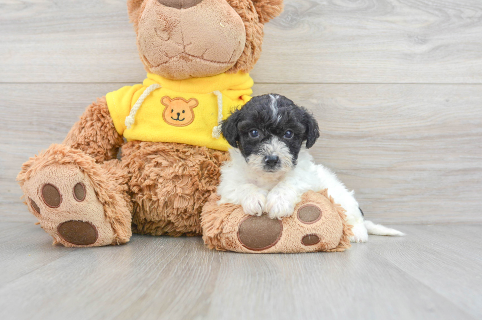 5 week old Poochon Puppy For Sale - Premier Pups