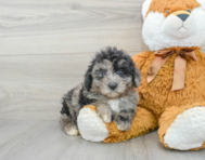 8 week old Mini Aussiedoodle Puppy For Sale - Premier Pups