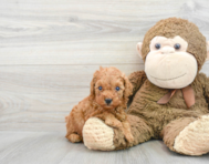 6 week old Poodle Puppy For Sale - Premier Pups