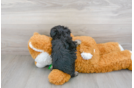 Meet Adobe - our Poodle Puppy Photo 3/3 - Premier Pups