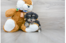 Meet Adobe - our Poodle Puppy Photo 1/3 - Premier Pups