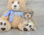 8 week old Poodle Puppy For Sale - Premier Pups