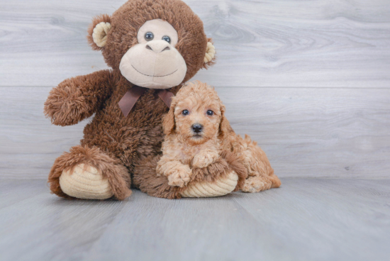 Playful Poodle Baby