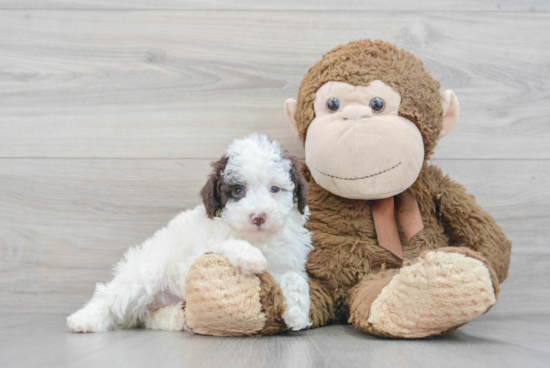 Poodle Puppy for Adoption