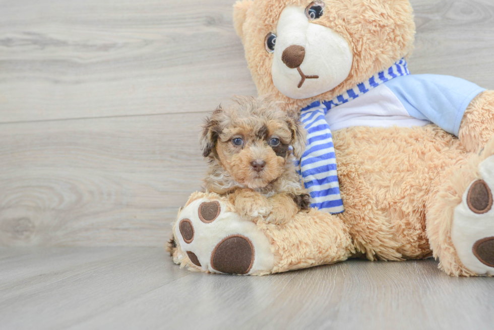 Poodle Pup Being Cute