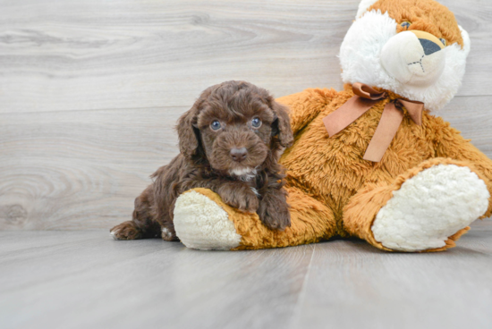 Poodle Puppy for Adoption