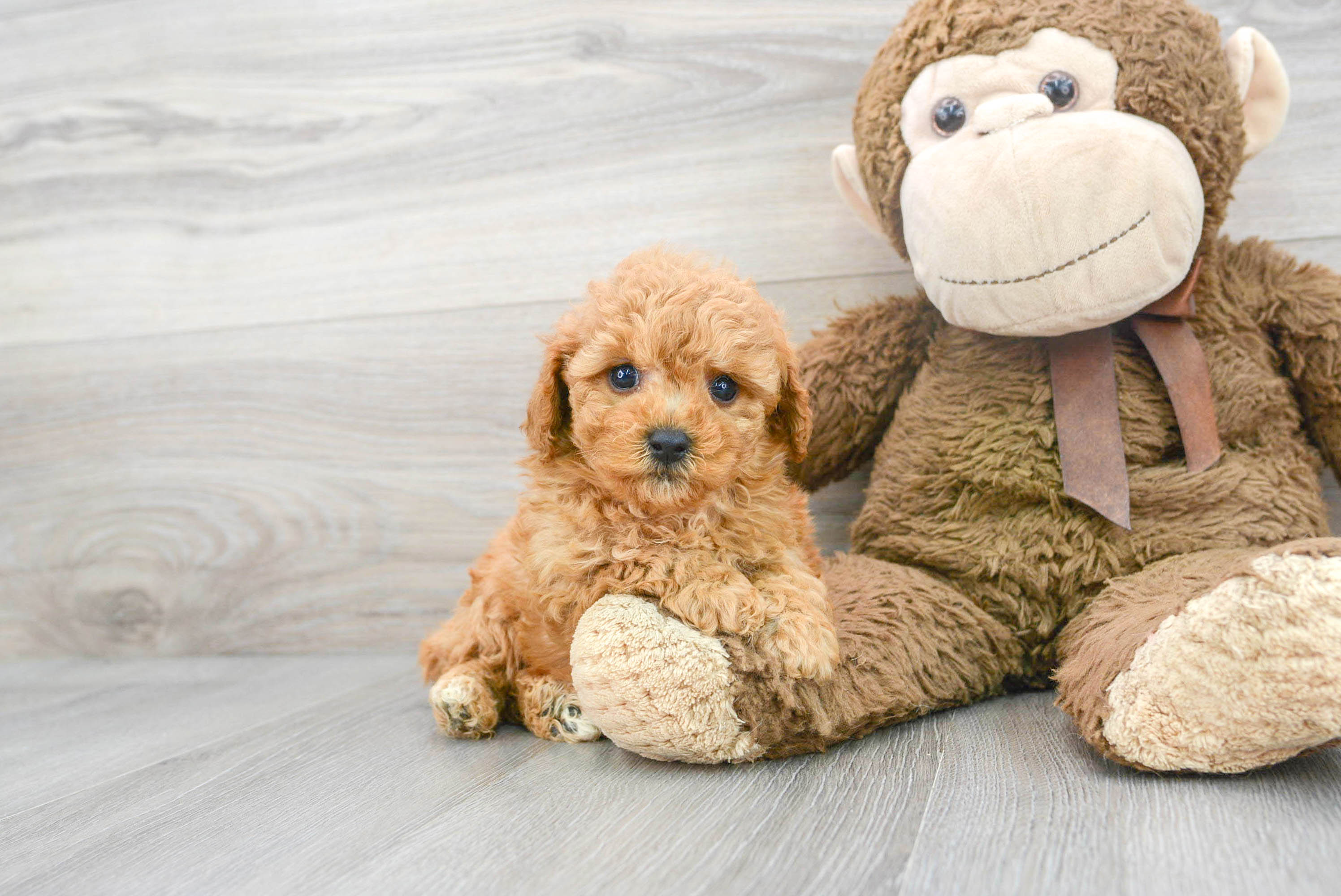 ebay poodle puppies for sale