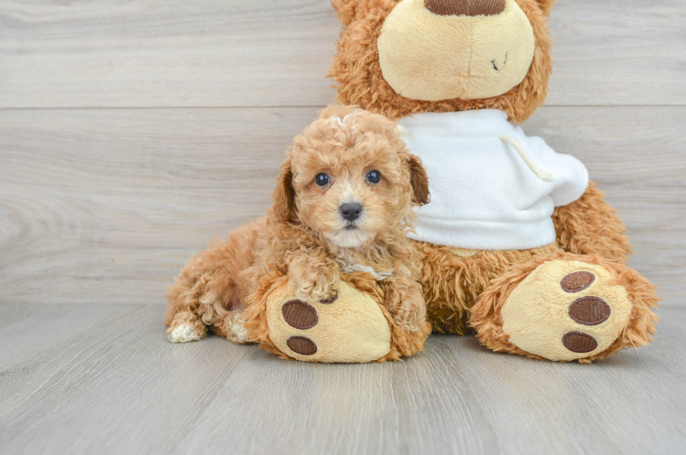 7 week old Poodle Puppy For Sale - Premier Pups